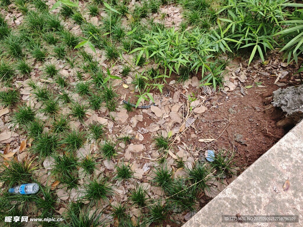地面绿植与碎石景观