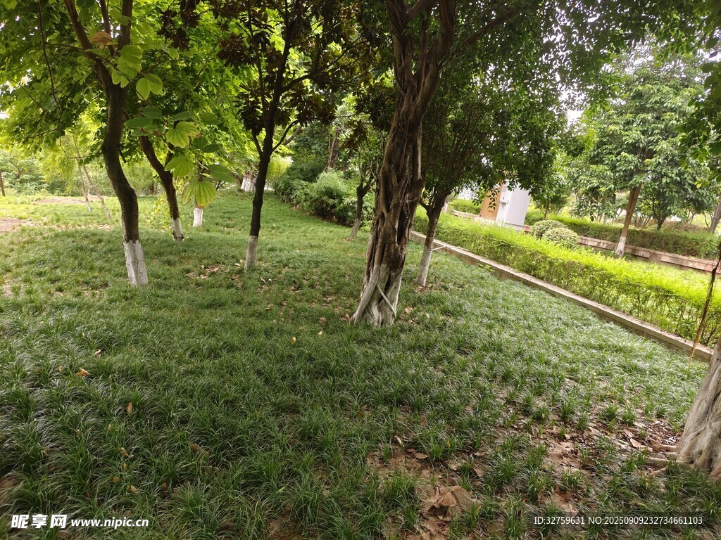 绿意盎然的林间草地