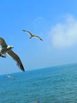 海空上飞翔的几只海鸥