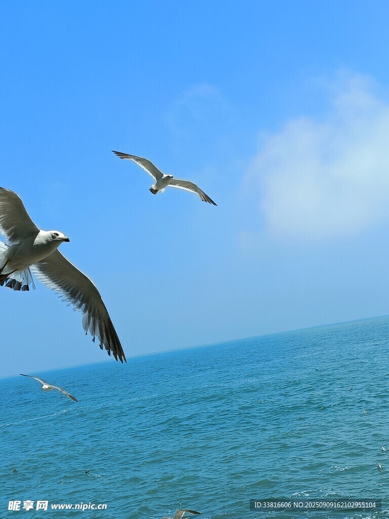 海空上飞翔的几只海鸥