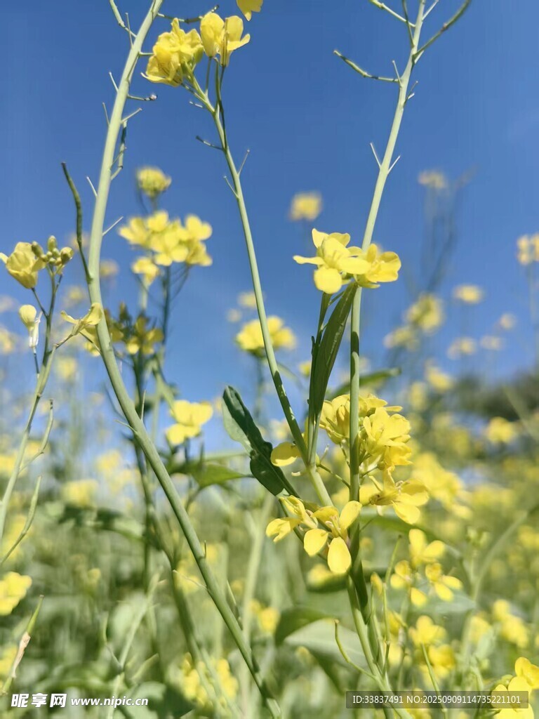 油菜花