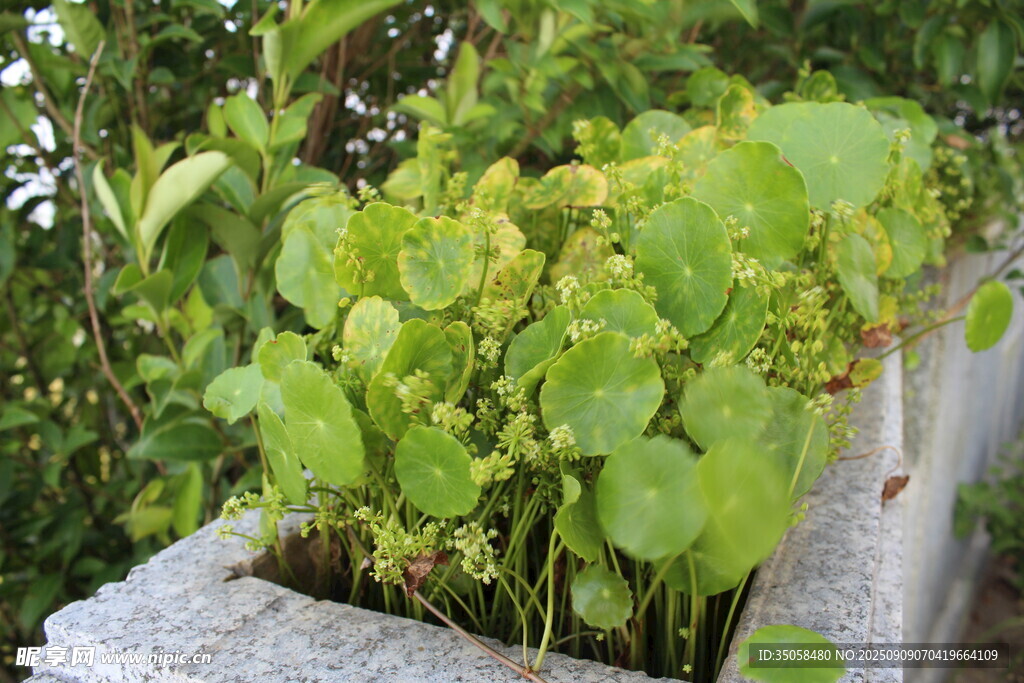 铜钱草 