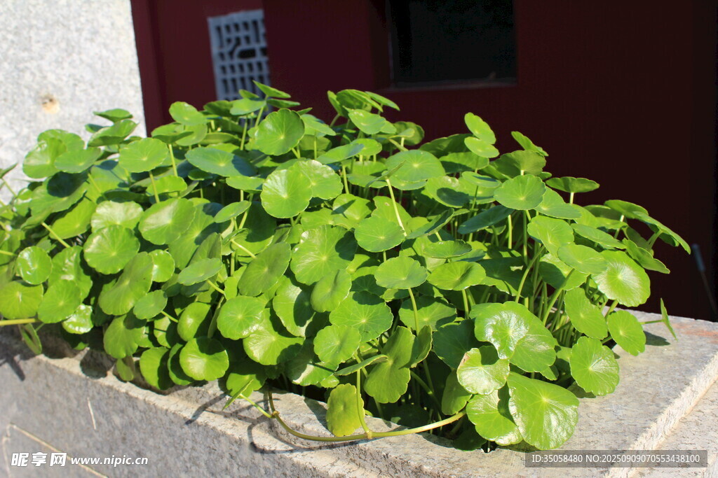 铜钱草  