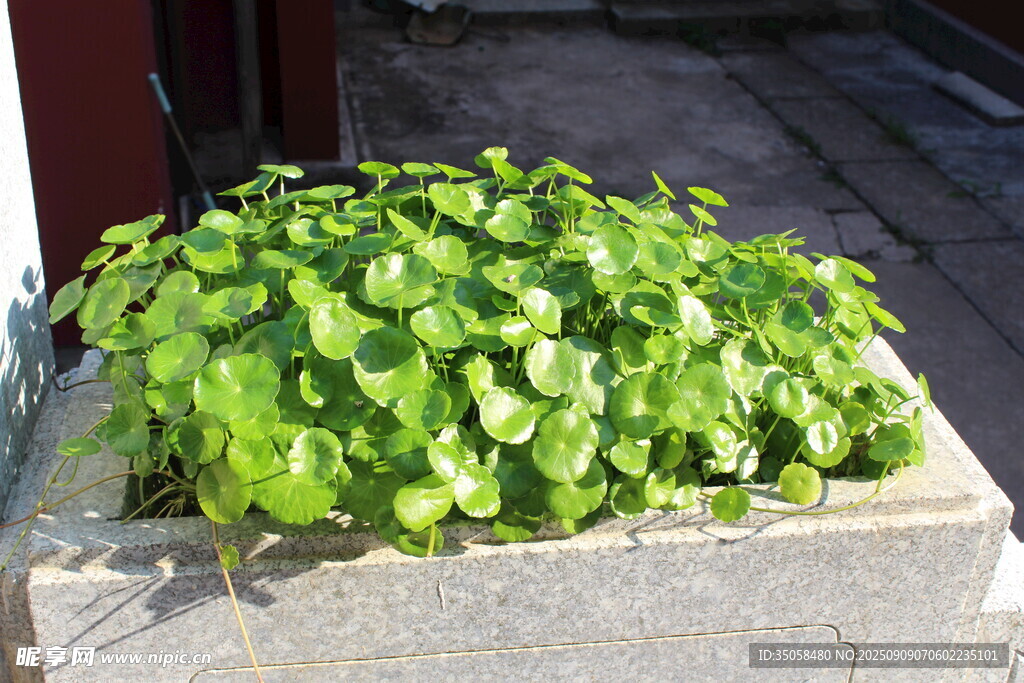 铜钱草  