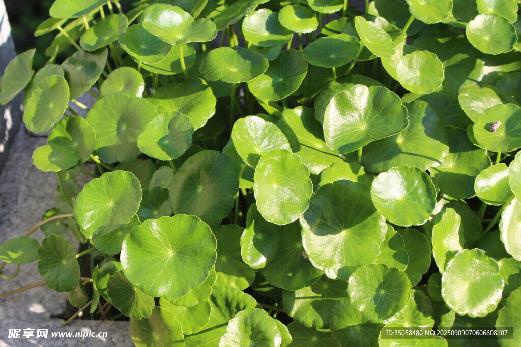 铜钱草  