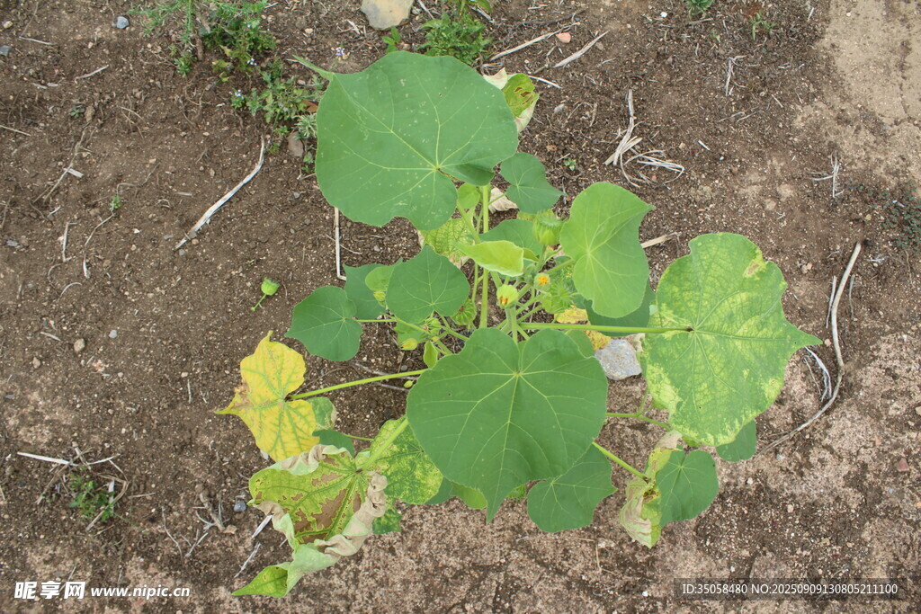 磨盘草  