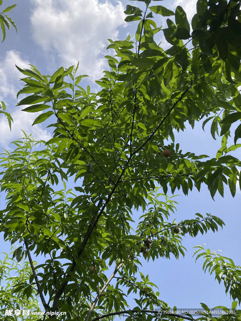 桃  