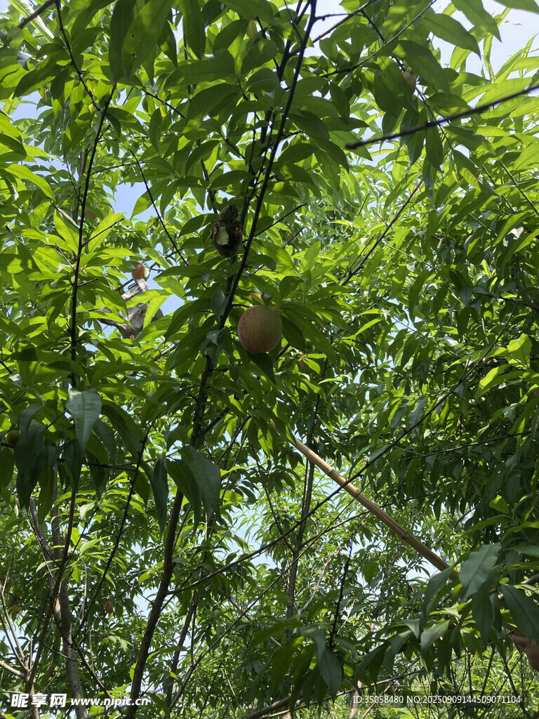 桃  