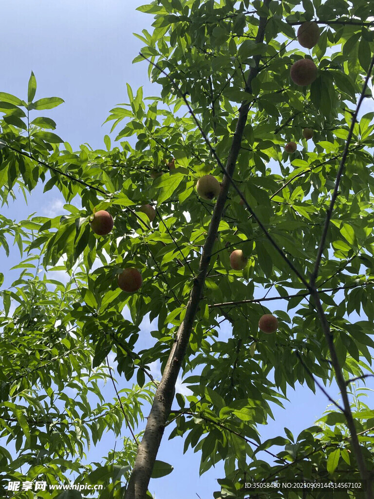 桃 