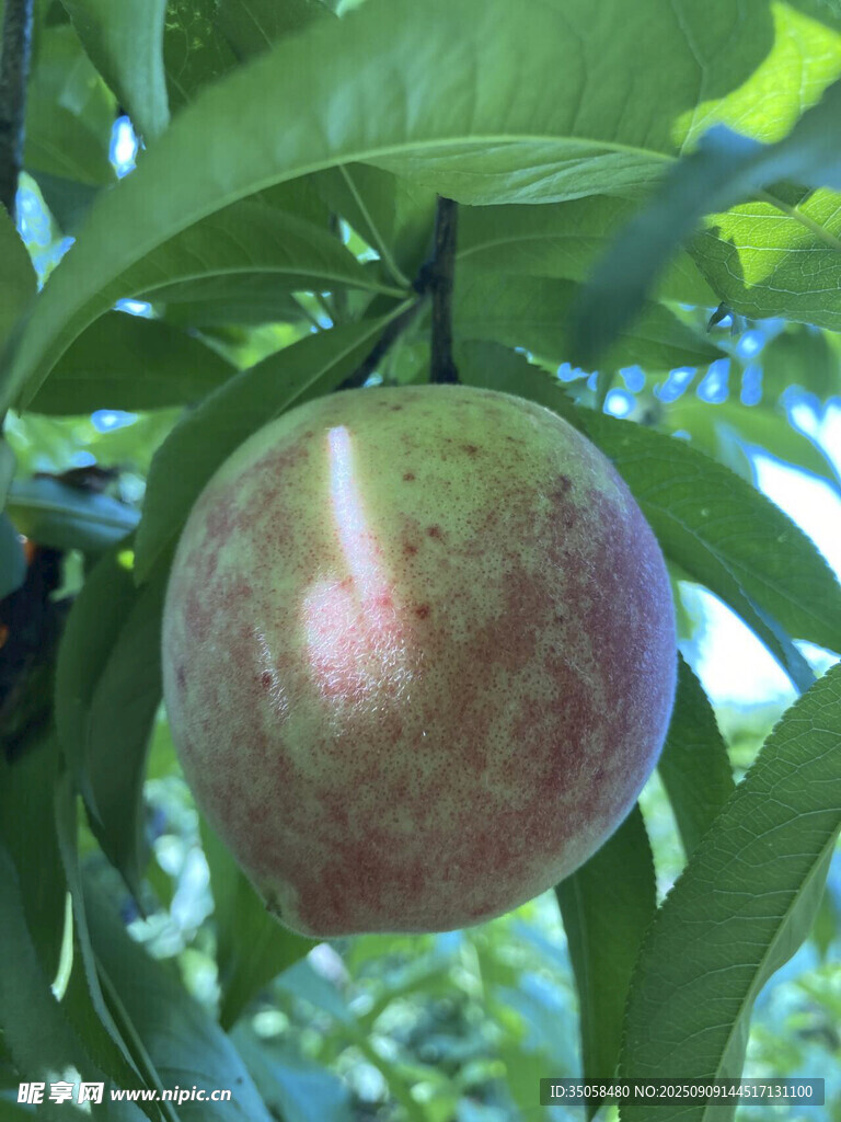 桃  