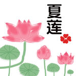 夏日莲花插画
