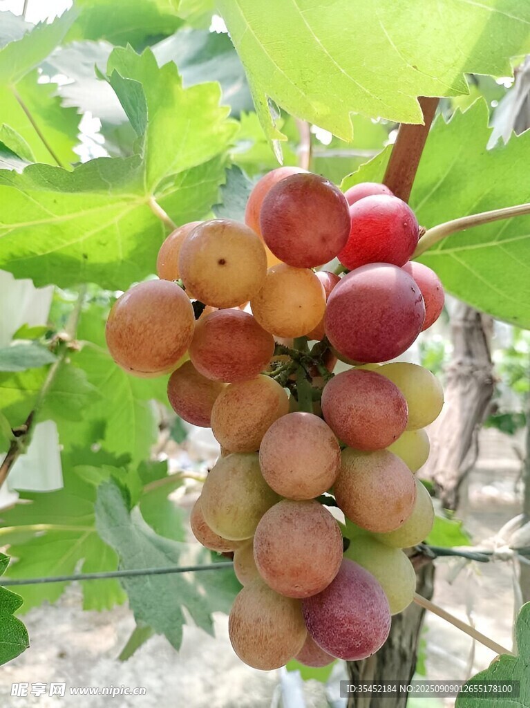 葡萄栽培
