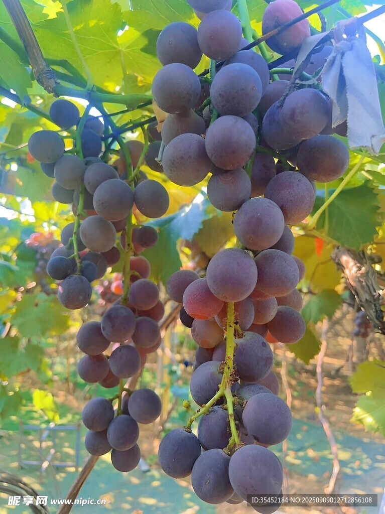 葡萄栽培