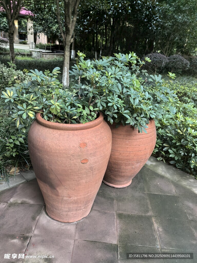 陶制花盆中的绿植景观