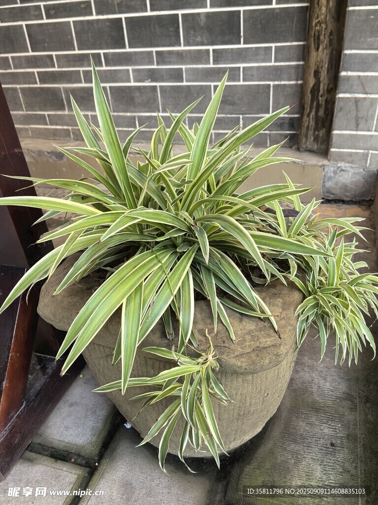 古朴盆栽 尽显自然雅致