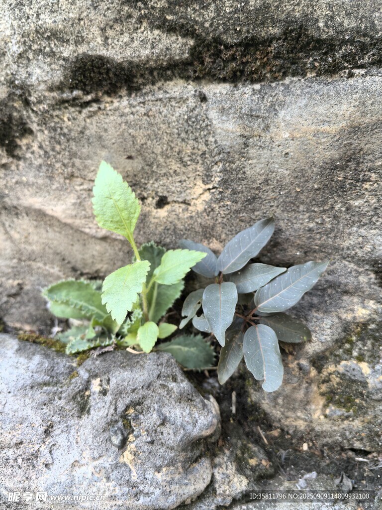 石缝中生长的顽强小植物