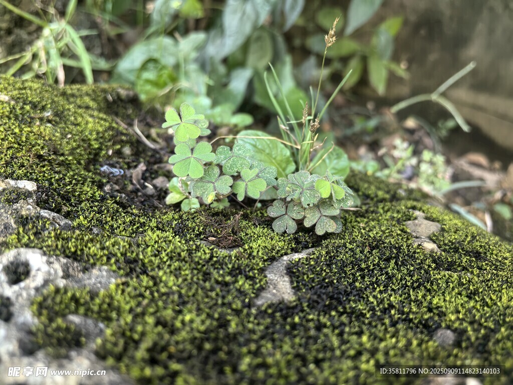 苔藓上的小绿植与碎石