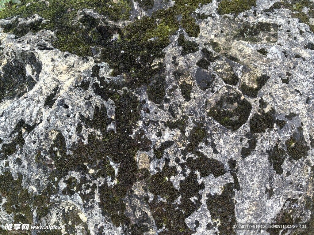 假山上的青苔