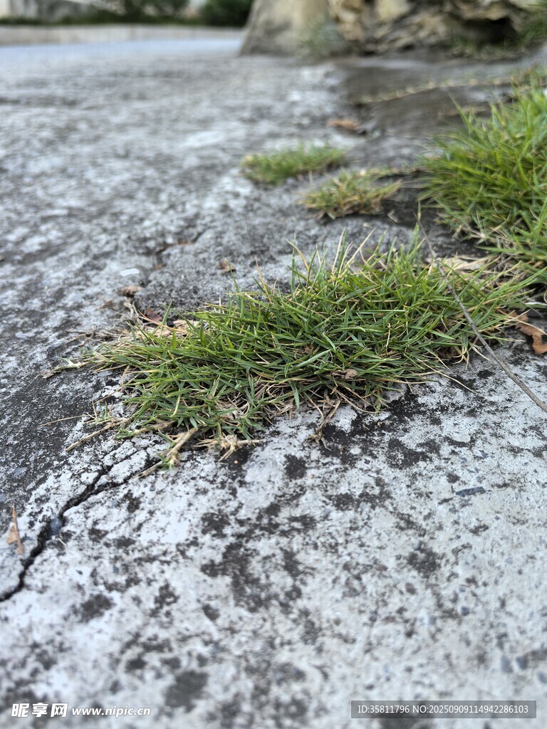 水泥缝隙中生长的小草