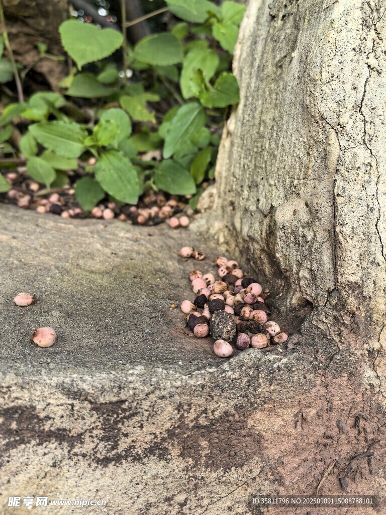 树桩旁的棕色果实