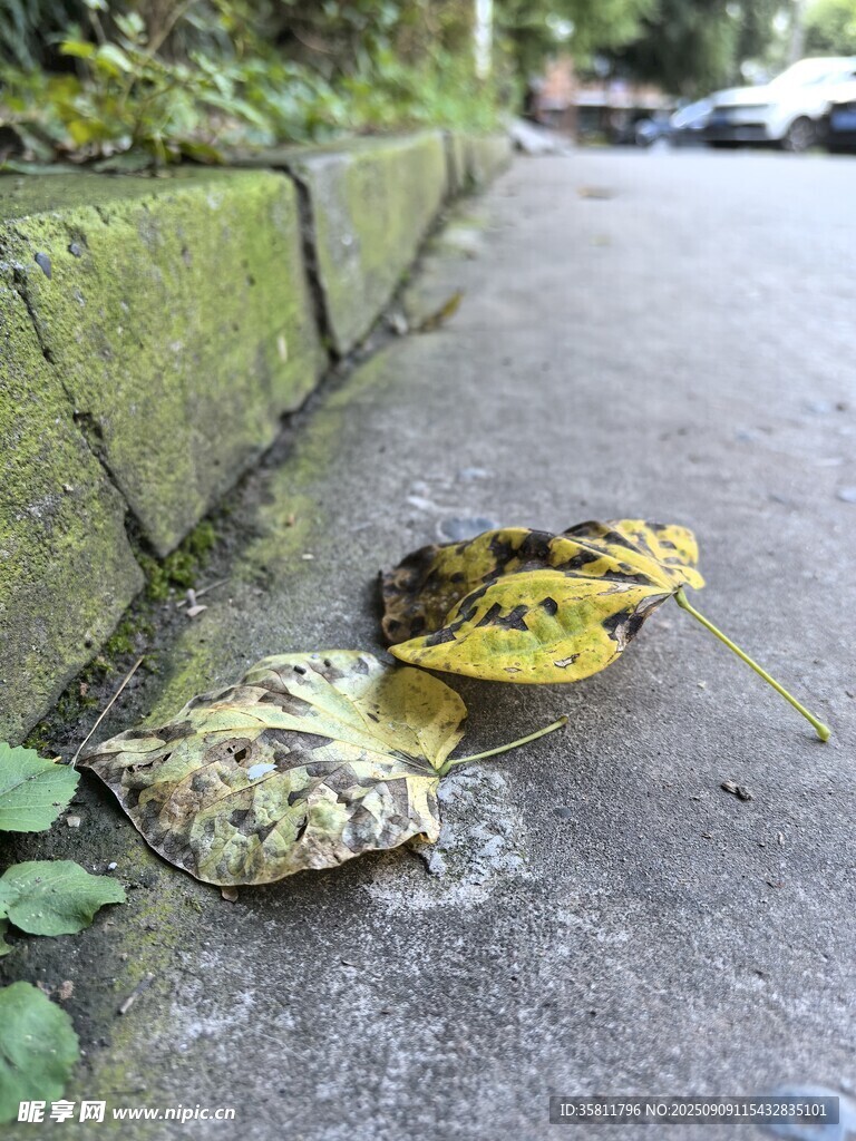 路边斑驳落叶的秋日景象