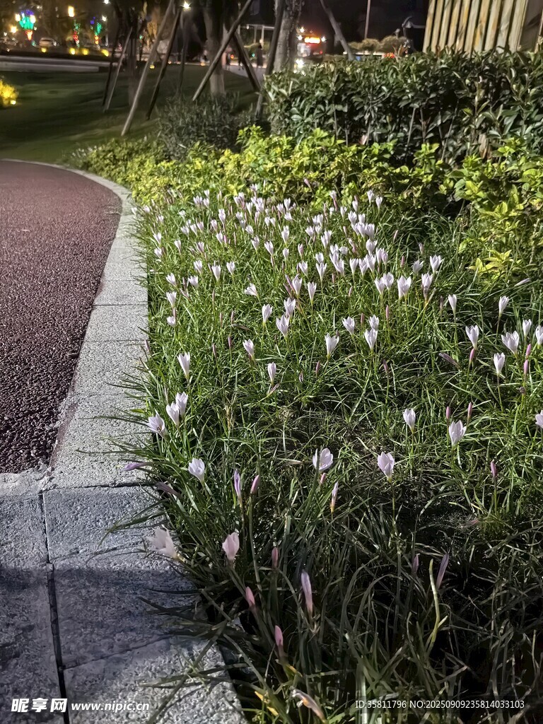 小径旁绽放的清新白色小花