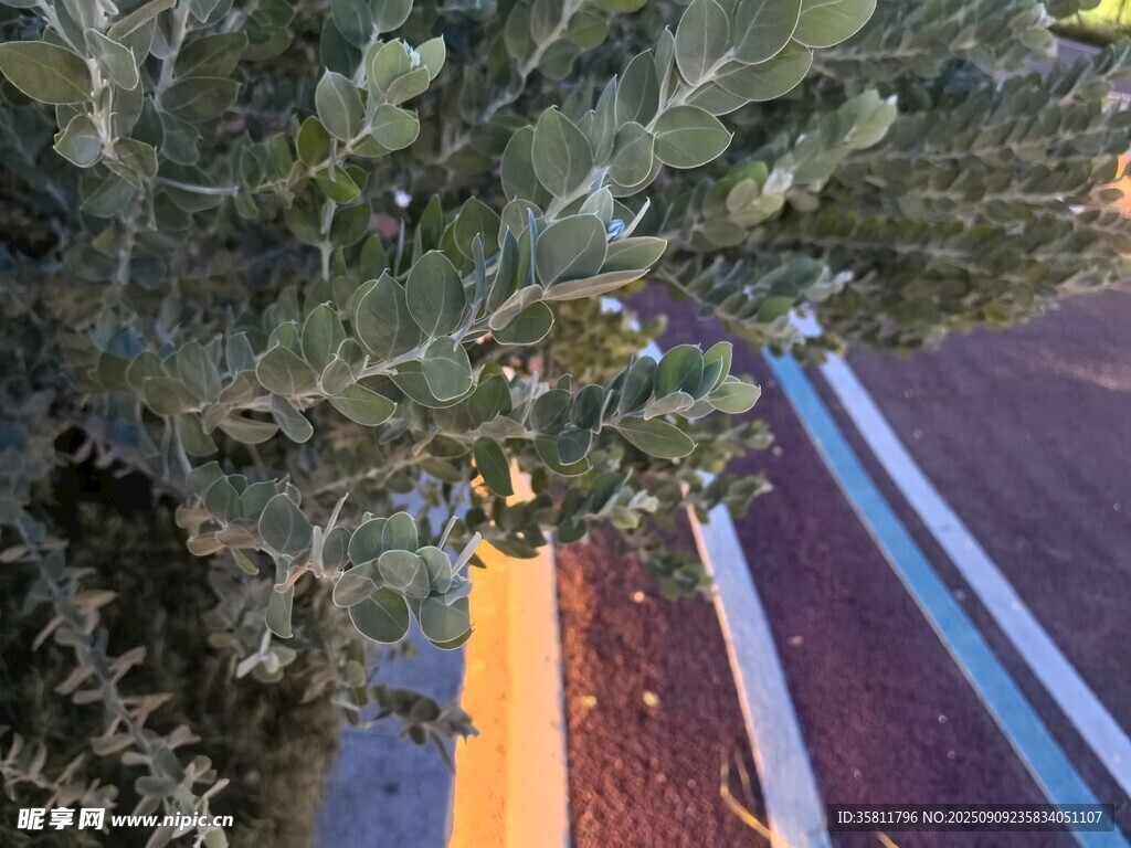 灯光照射的绿植
