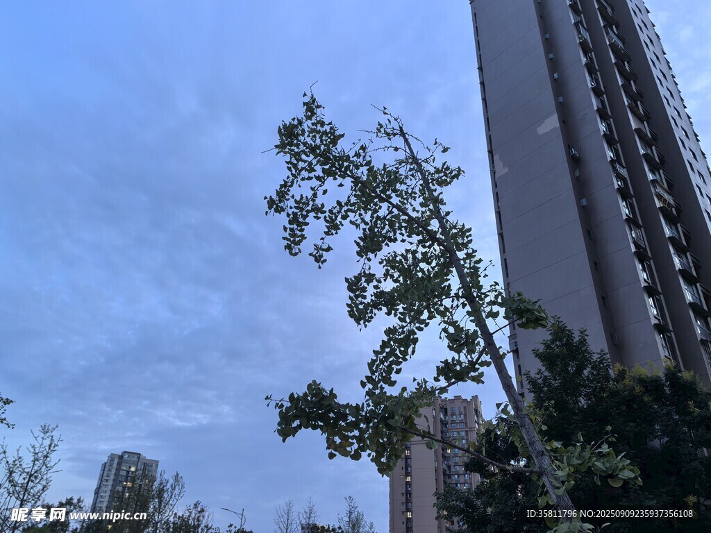 城市中挺拔的树木与高楼