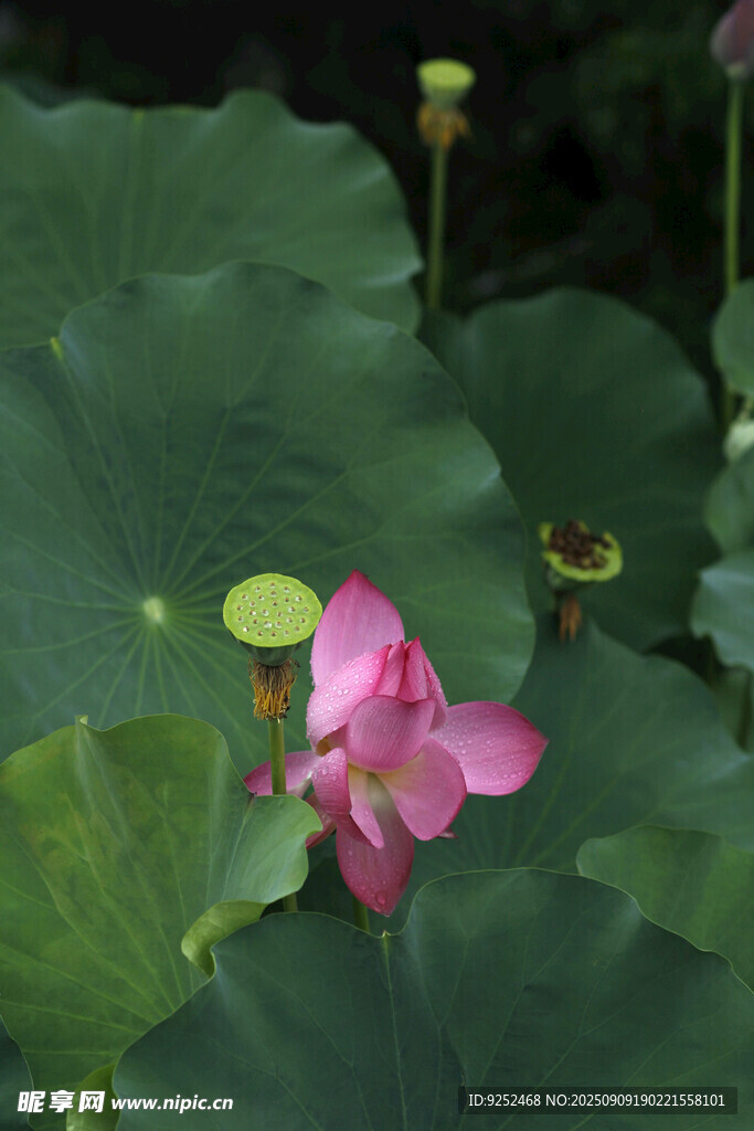  粉色荷花