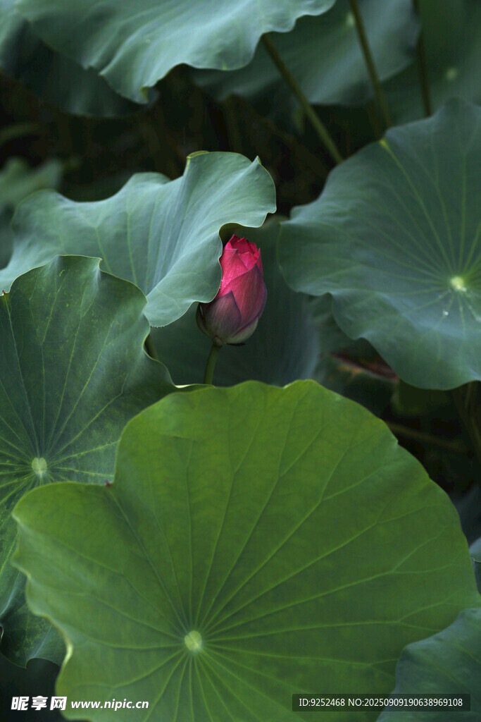 含苞 荷花