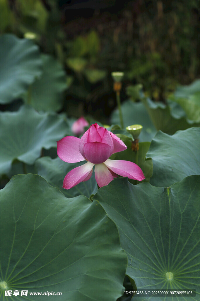 荷花 荷叶