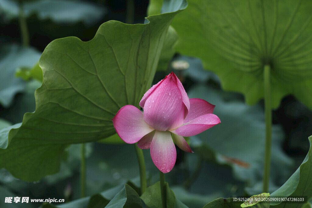  雨荷