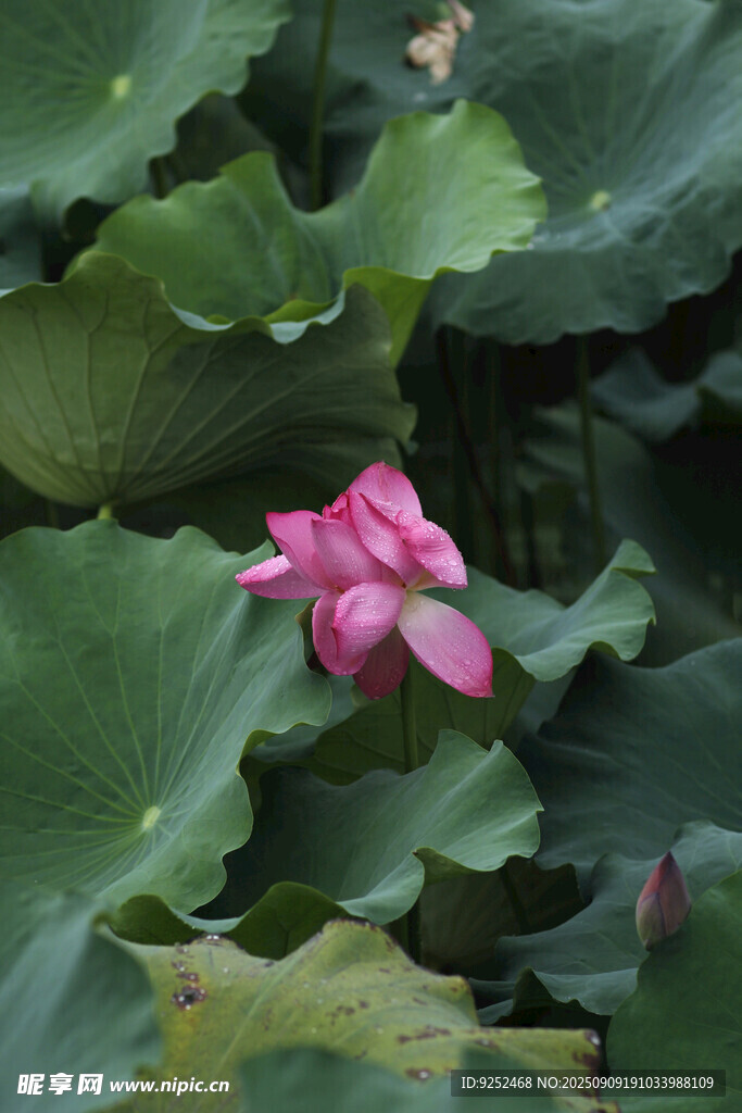  粉色荷花