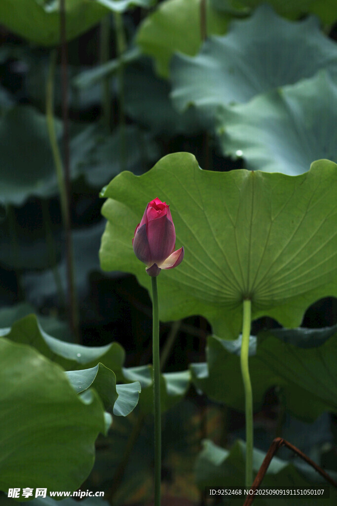 花苞 荷花