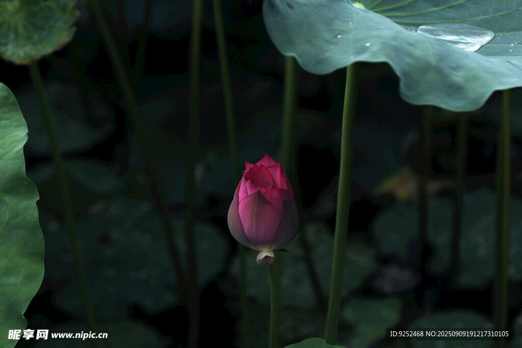 莲花 