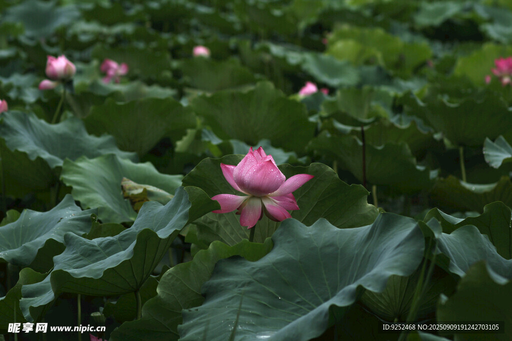  荷花