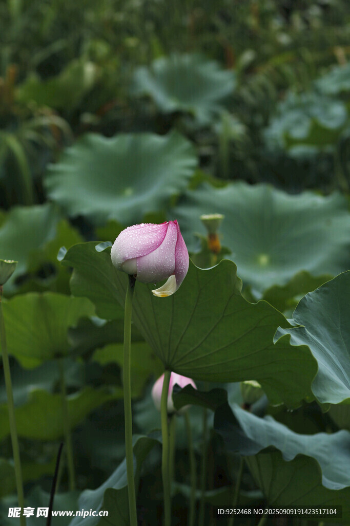 雨荷 