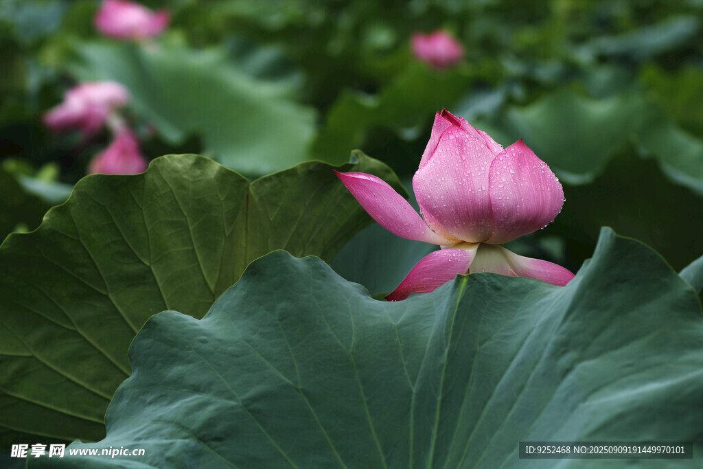 粉莲 