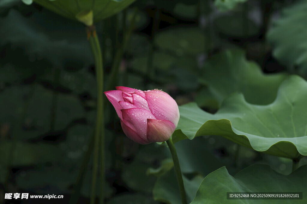 荷花 花苞