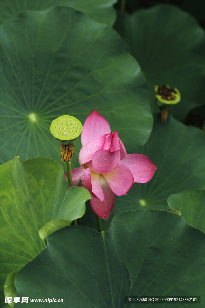 残荷 