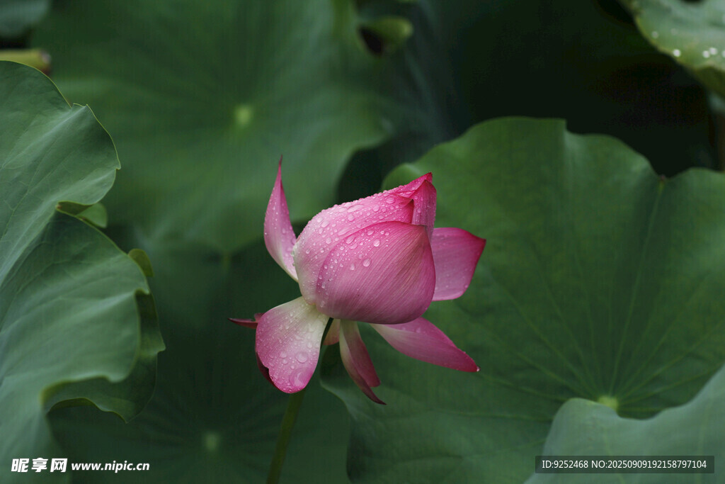 莲花 