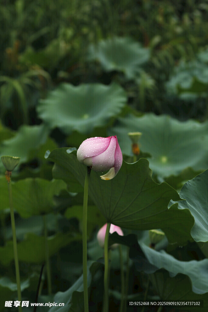 荷塘 花苞