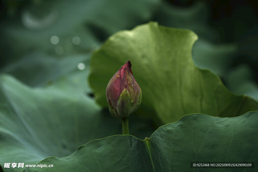 荷花 花苞