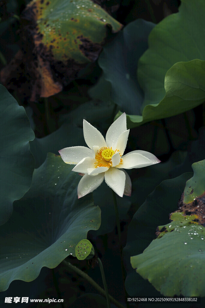 白荷