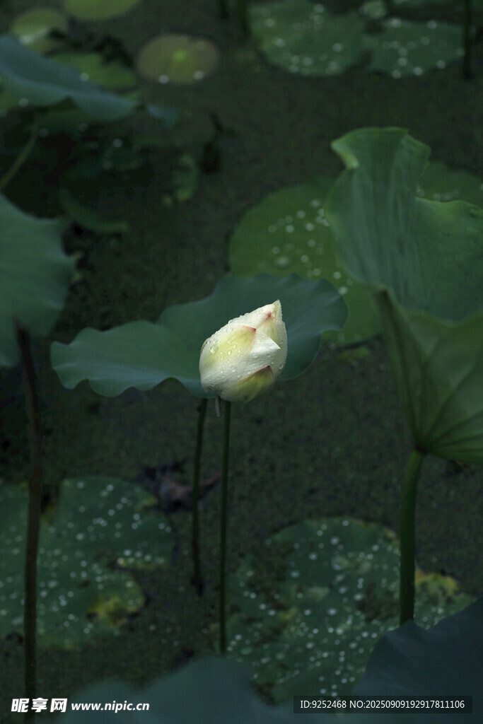 莲花 