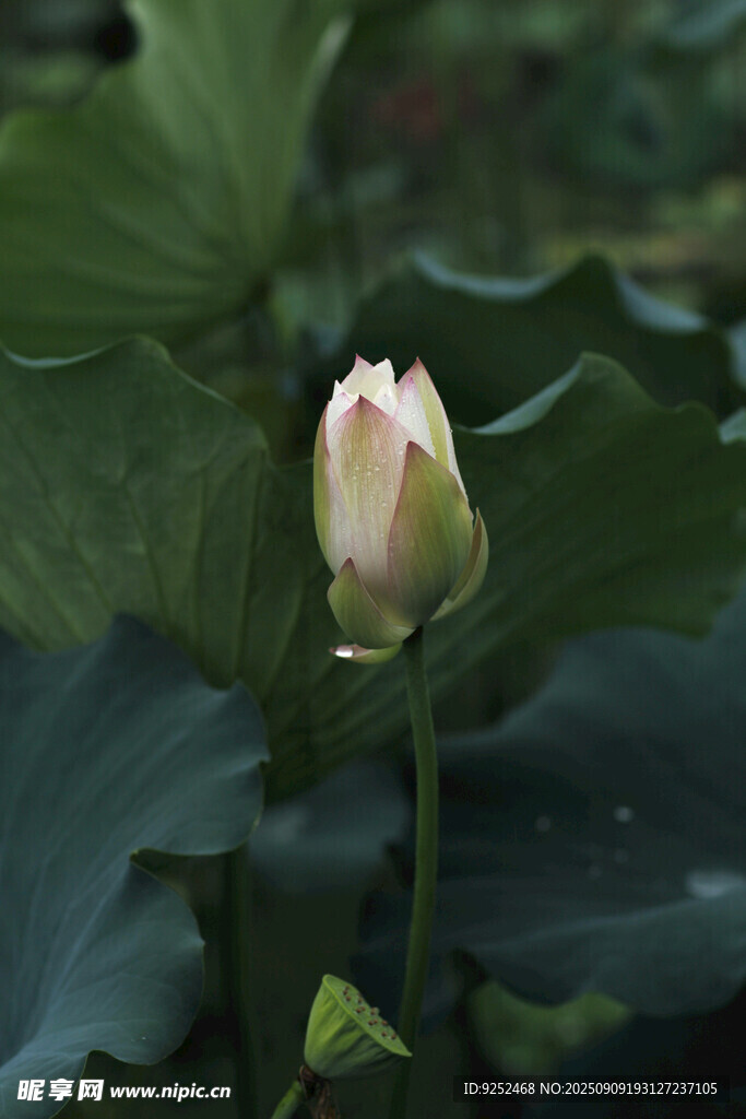 白荷花 含苞