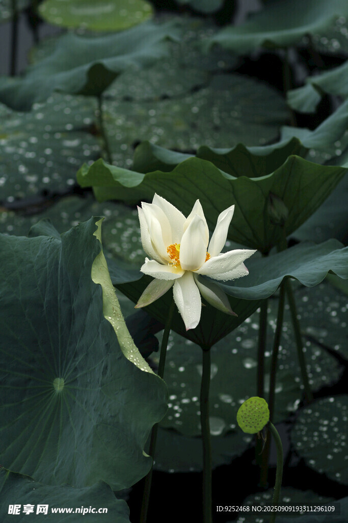  白荷花