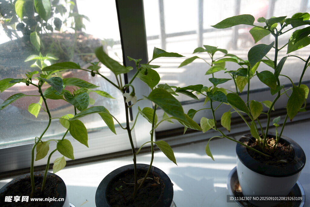 窗台上的绿植盆栽