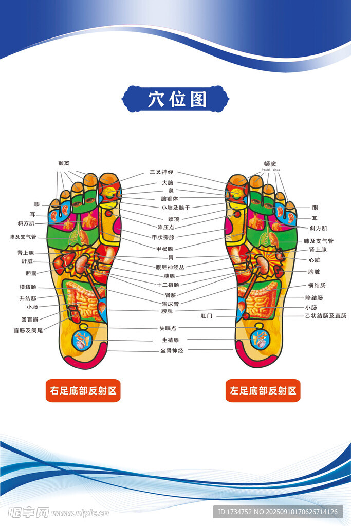 足部图