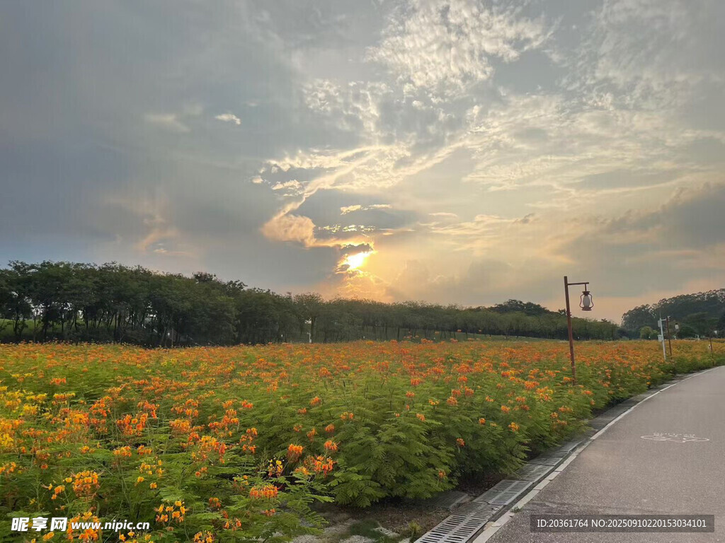 夕阳下的绚烂花田小路